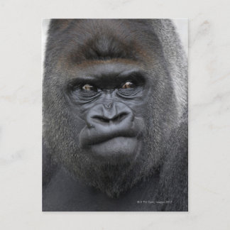 Flachlandgorilla, Gorilla Vykort