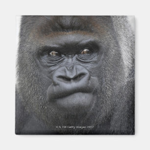 Flachlandgorilla gorillagorilla, magnet