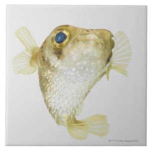 Fläck-fena porcupinefish (Diodonhystrix) Kakelplatta