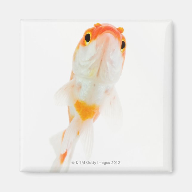 Fläckad guldfisk magnet (Framsidan)