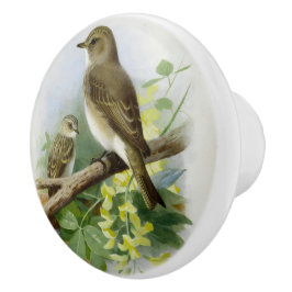 Fläckfångare, konstillustration knopp