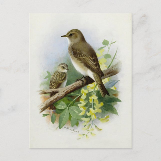 Fläckfångare, konstillustration vykort (Framsida)