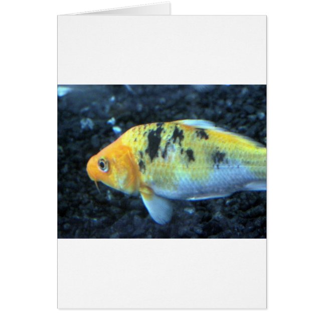 Fläckfisk Hälsningskort (Framsidan)