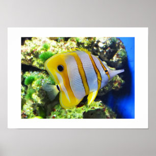 Fläckfisk Poster
