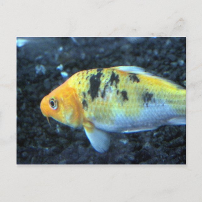 Fläckfisk Vykort (Framsida)