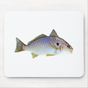 Fläckfiskfoto Musmatta