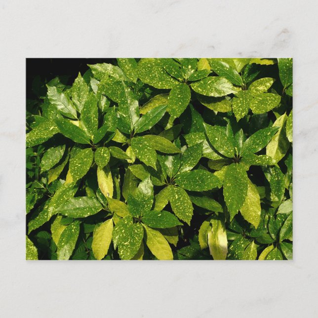 Fläckig Aucuba, Aucuba Japonica Vykort (Framsida)