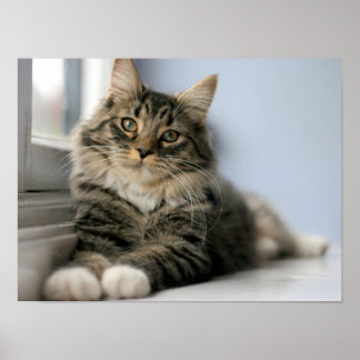Fläckig katt vid ett fönster poster