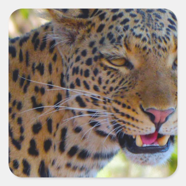 Fläckig leopard fyrkantigt klistermärke (Framsida)