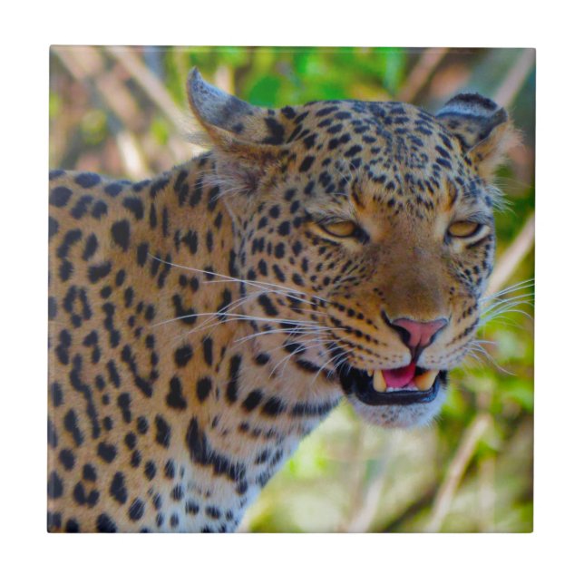 Fläckig leopard kakelplatta (Framsidan)