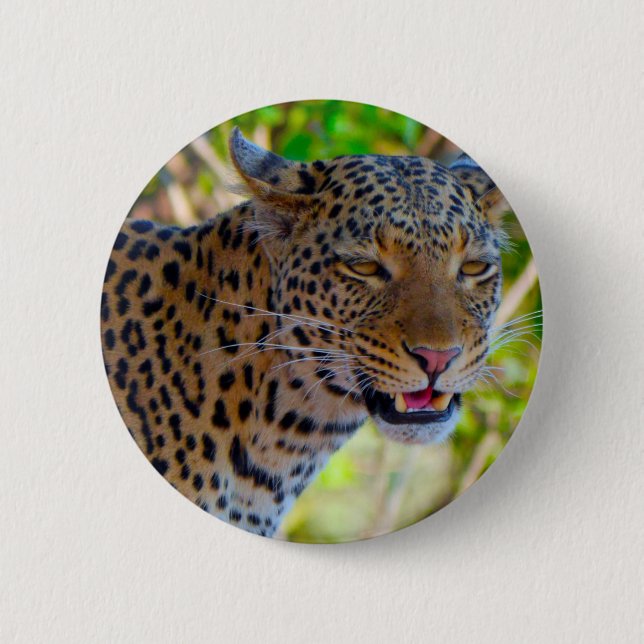 Fläckig leopard knapp (Framsida)