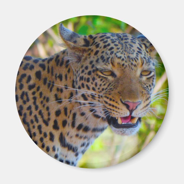 Fläckig leopard magnet (Framsidan)