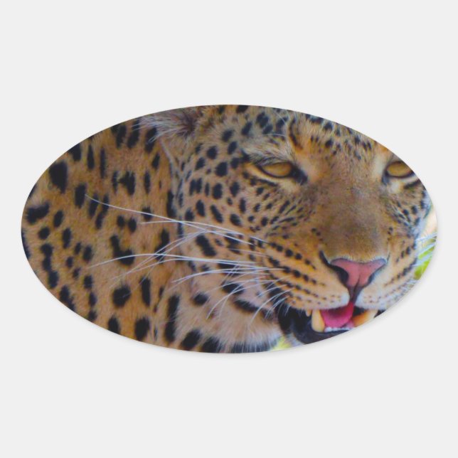Fläckig leopard ovalt klistermärke (Framsida)