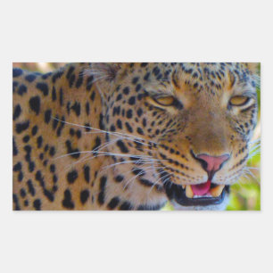 Fläckig leopard rektangulärt klistermärke