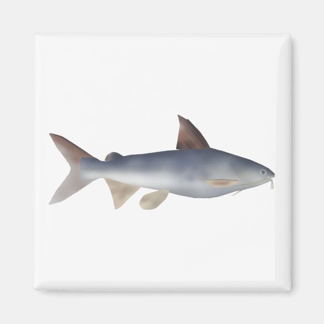 Fläckig malfisk magnet (Framsidan)