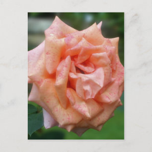 Fläckig Peach Rose I Blomning Blomma Vykort