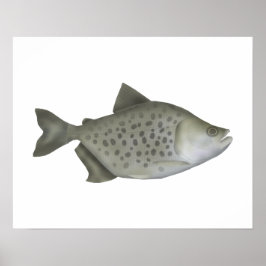 Fläckig piranha poster