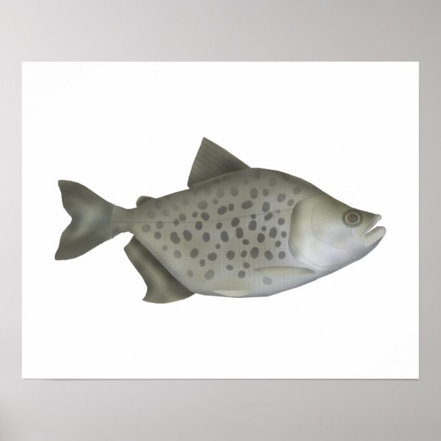 Fläckig piranha poster (Framsidan)