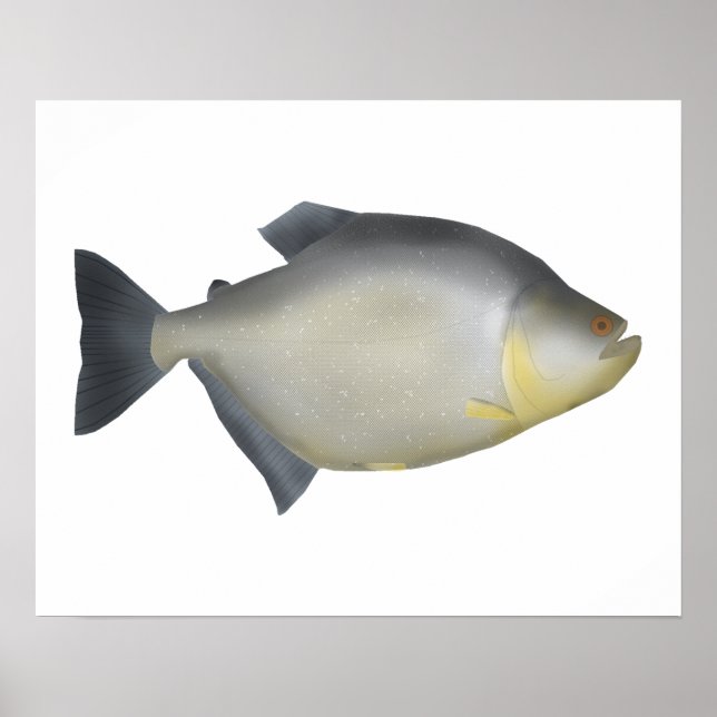 Fläckig piranha poster (Framsidan)