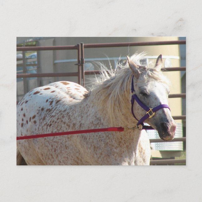 Fläckig ponny vykort (Framsida)