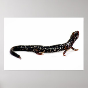 fläckig salamander i Nordamerika Poster