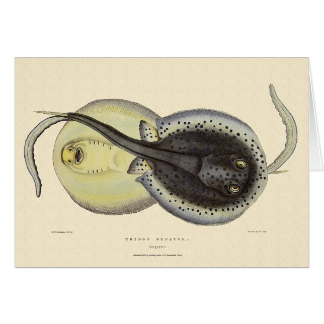 Fläckiga pilrockor, gamla marina djur hälsningskort (Framsidan Horizontal)