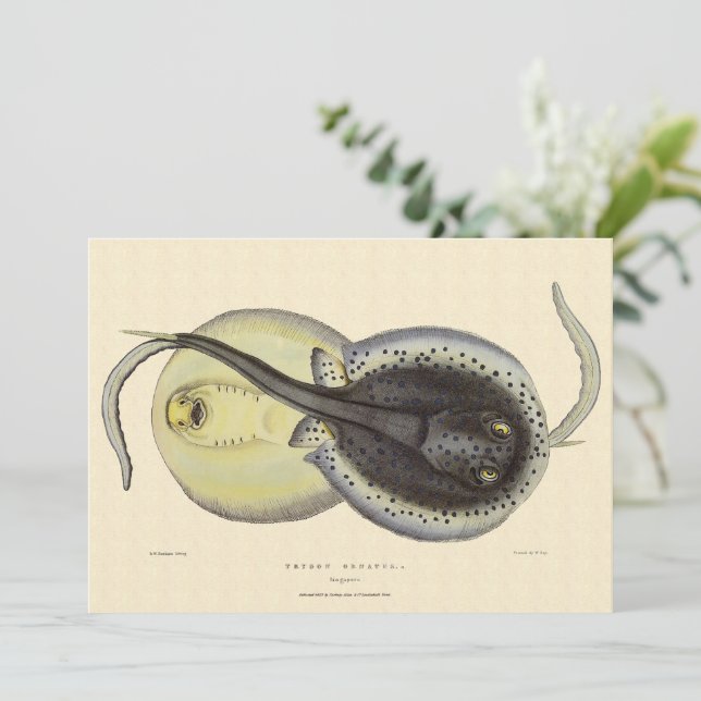 Fläckiga pilrockor, Vintage marina djur (Stående Fram)