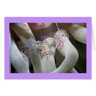 Fläckiga Städning räkor OBS Kort