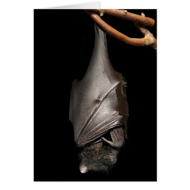 Fladdermöss på svart hälsningskort (Framsidan)