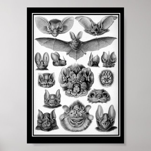 Fladdermöss! Poster (Framsidan)