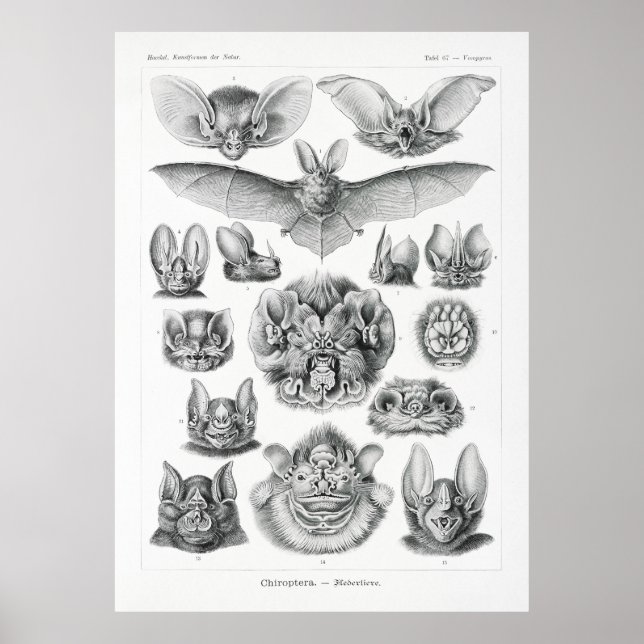 Fladdermöss Poster (Framsidan)