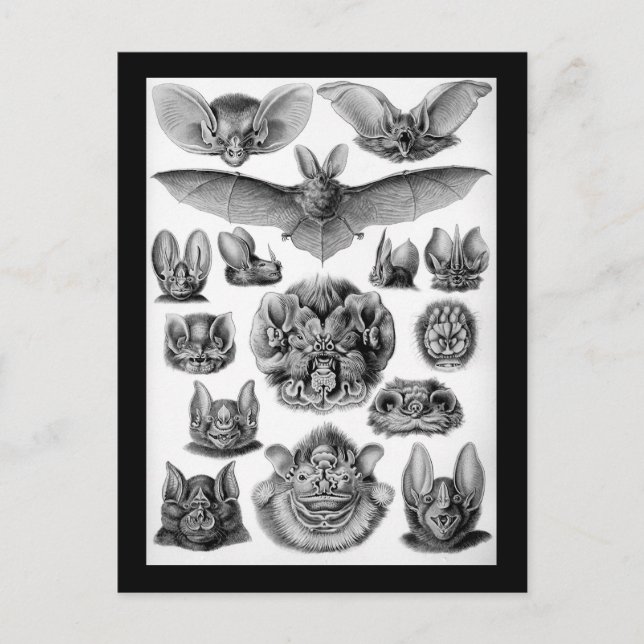 Fladdermöss! Vykort (Framsida)