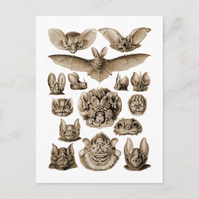 Fladdermöss Vykort (Framsida)