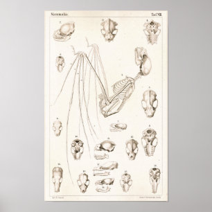 Fladdermössskelett och veterinär- anatomitryck f poster