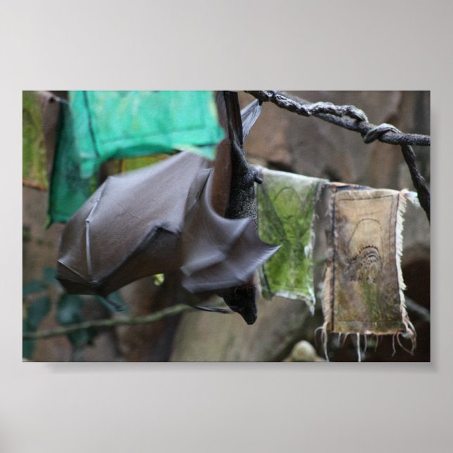 Fladdermus (3) - poster/skriv ut poster (Framsidan)