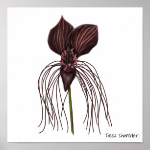 Fladdermus-blombild Poster
