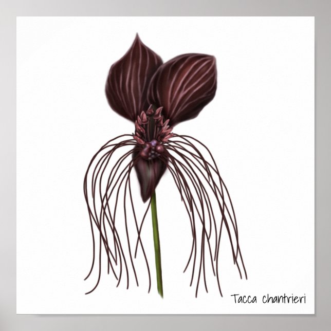 Fladdermus-blombild Poster (Framsidan)