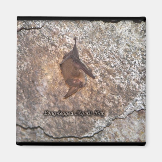 fladdermus cave magnet (Framsidan)