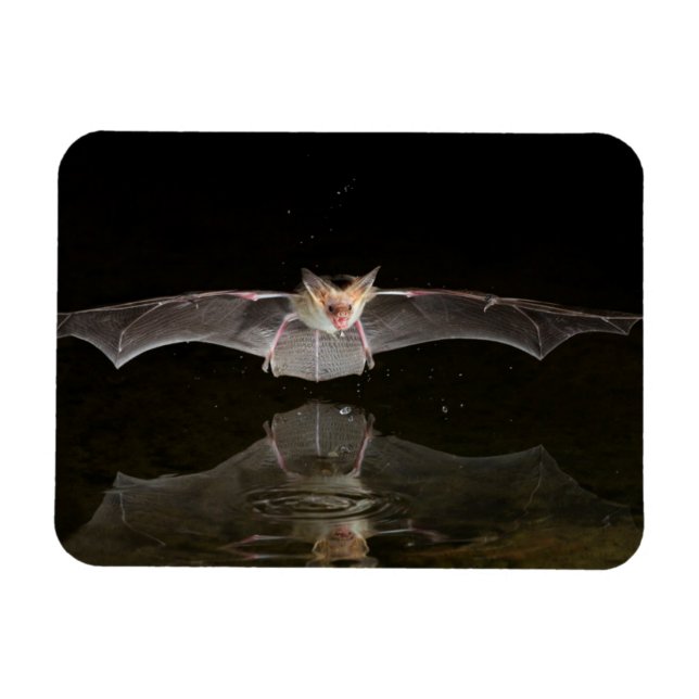 Fladdermus dricker under flykt, Arizona Magnet (Horisontell)