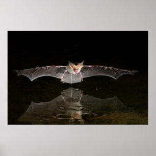 Fladdermus dricker under flykt, Arizona Poster