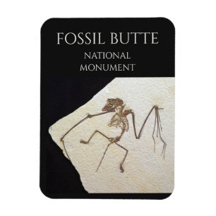 Fladdermus Fossil, nationalmonumentet Fossil Butte Magnet