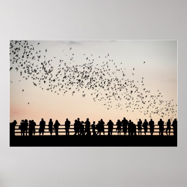 Fladdermus i Austin-Austin, Texas Poster (Framsidan)