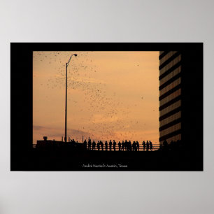 Fladdermus i Austin Poster