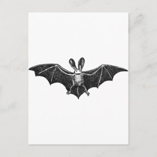 Fladdermus illustration vykort