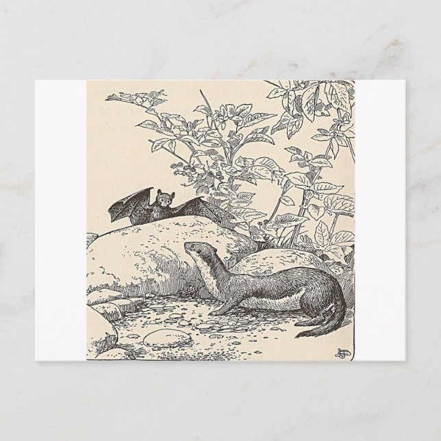 Fladdermus och Mink Vykort (Framsida)