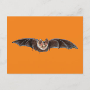 Fladdermus Pipistrellus pipistrellus Illustration  Helg Vykort