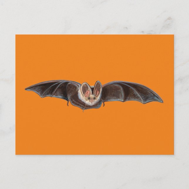 Fladdermus Pipistrellus pipistrellus Illustration  Helg Vykort (Framsida)