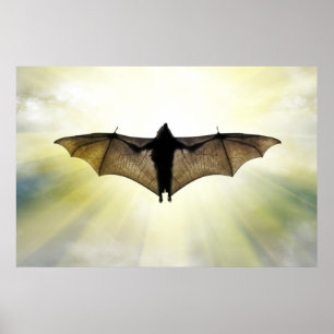 fladdermus poster