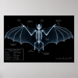 Fladdermus Skelett Röntgen Museumsexemplar Poster
