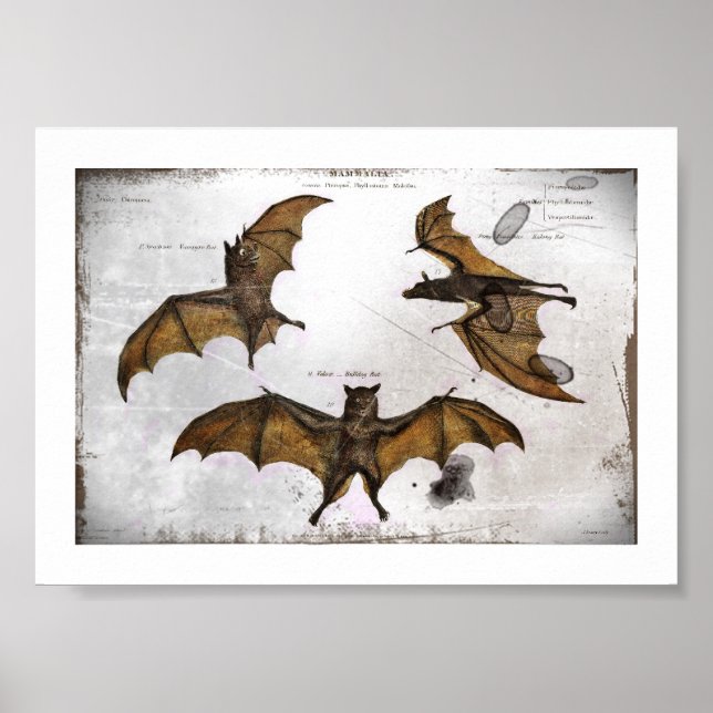 Fladdermus Utbildational Plate Poster (Framsidan)